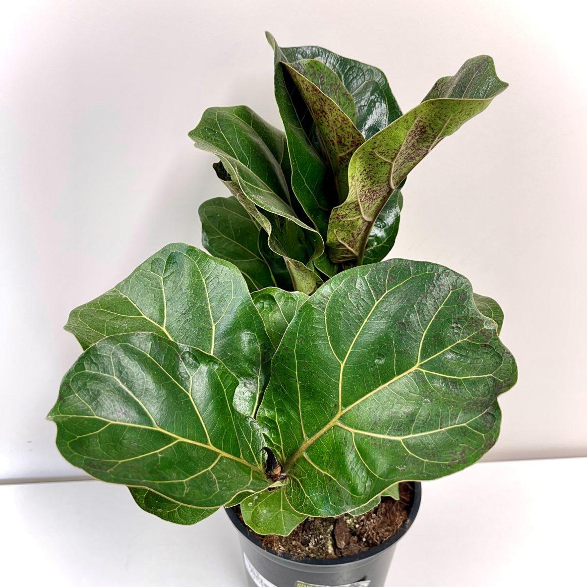 Ficus Lyrata Bambino - View 17 from www redcrocus com