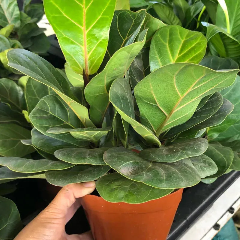 Ficus Lyrata Bambino - View 18 from www redcrocus com