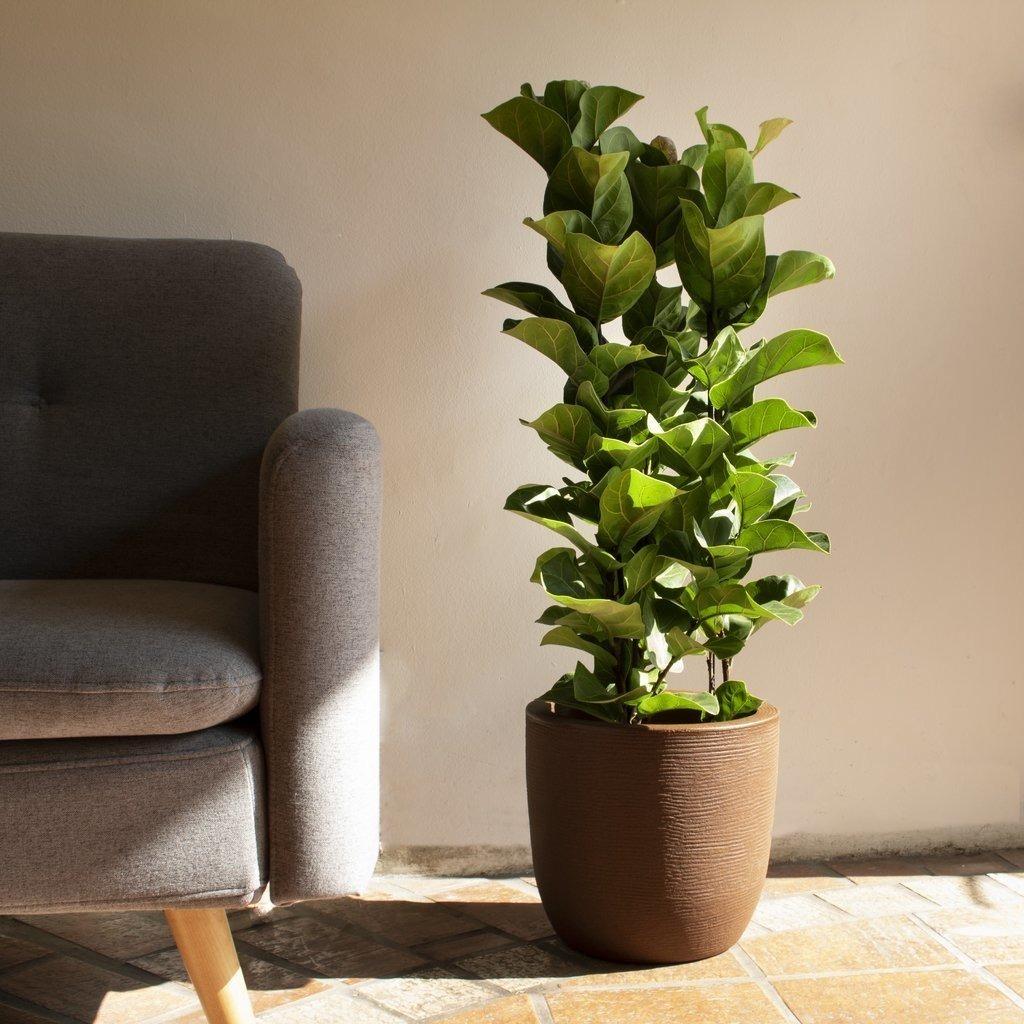 Ficus Lyrata Bambino - View 20 from www redcrocus com