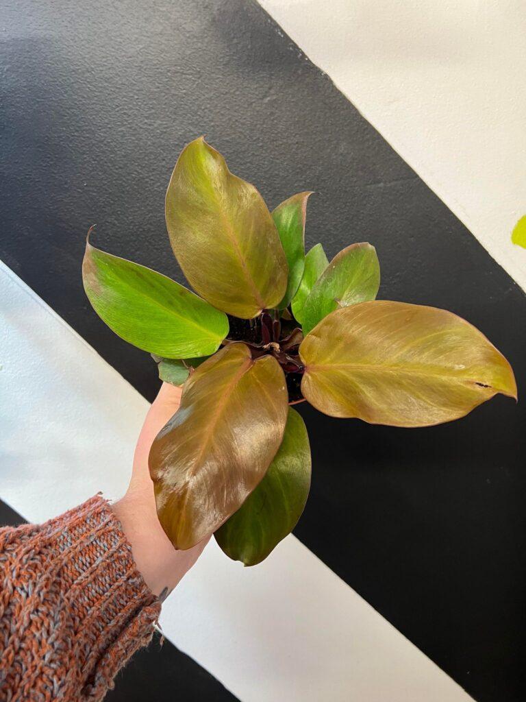 Philodendron Mccolley S Finale - View 10 from www redcrocus com