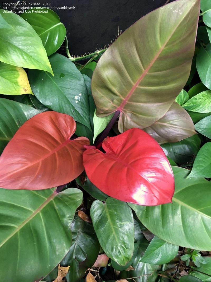 Philodendron Mccolley S Finale - View 13 from www redcrocus com