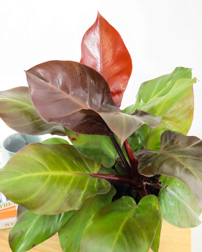 Philodendron Mccolley S Finale - View 14 from www redcrocus com