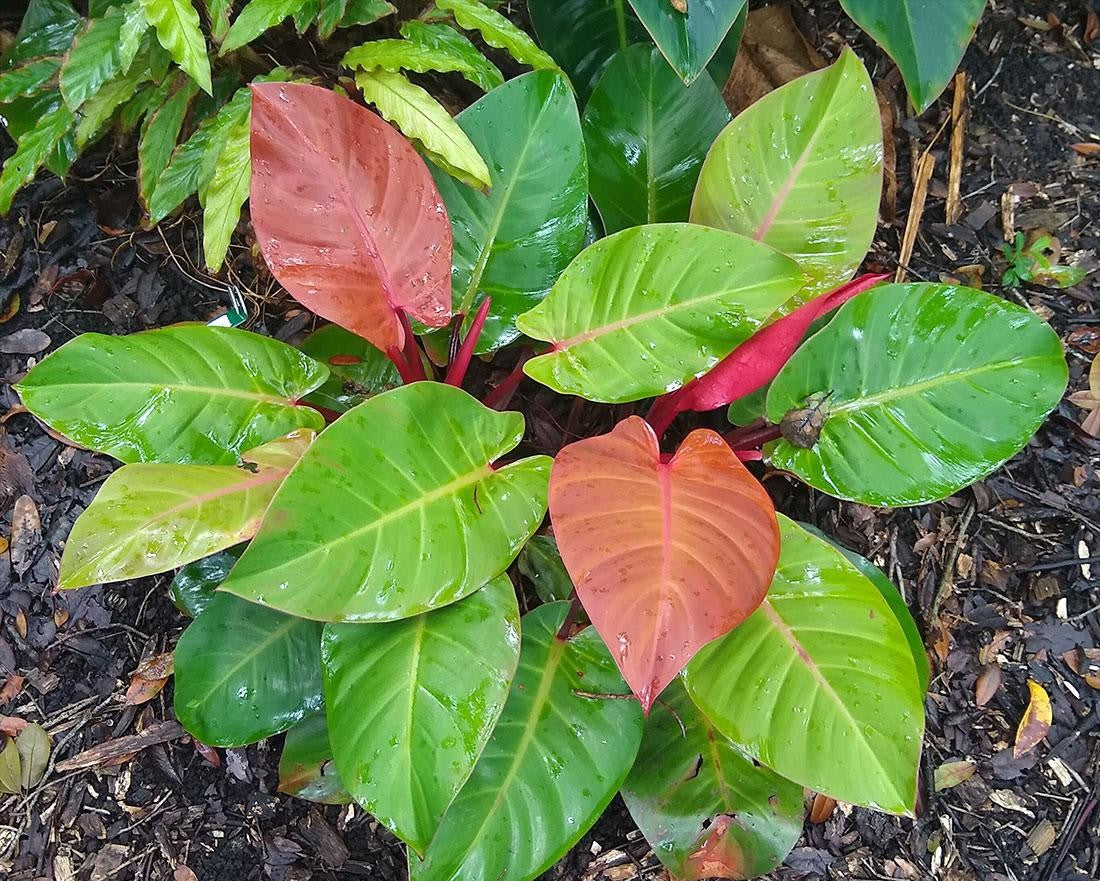 Philodendron Mccolley S Finale - View 15 from www redcrocus com