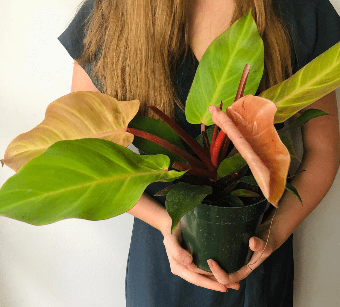 Philodendron Mccolley S Finale - View 16 from www redcrocus com