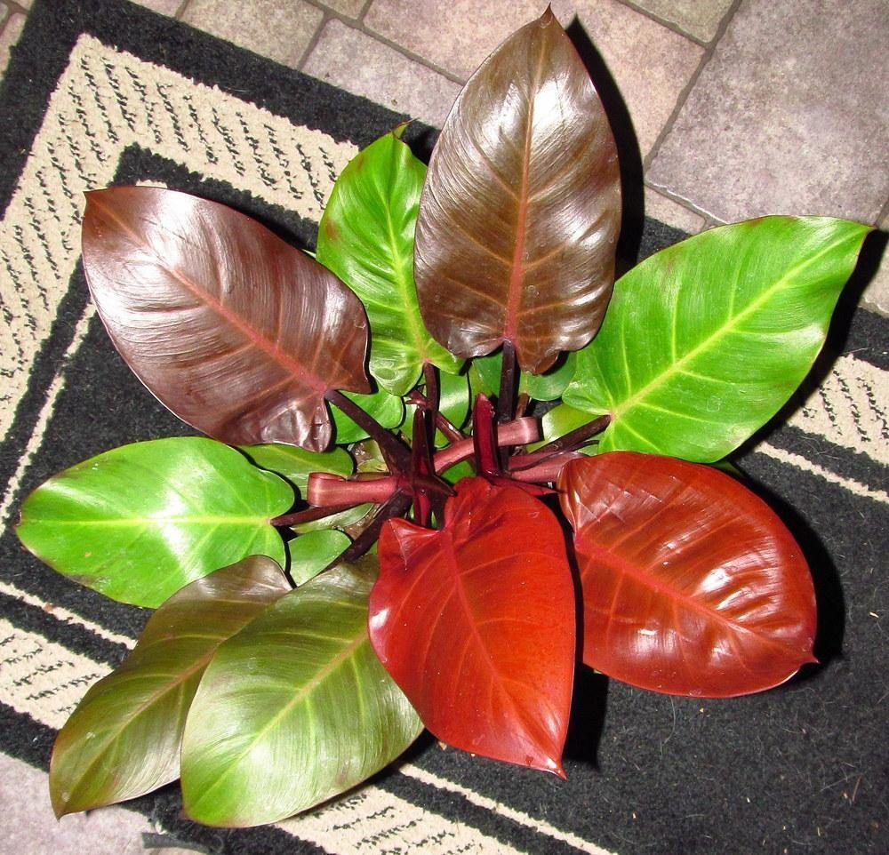 Philodendron Mccolley S Finale - View 16 from www redcrocus com