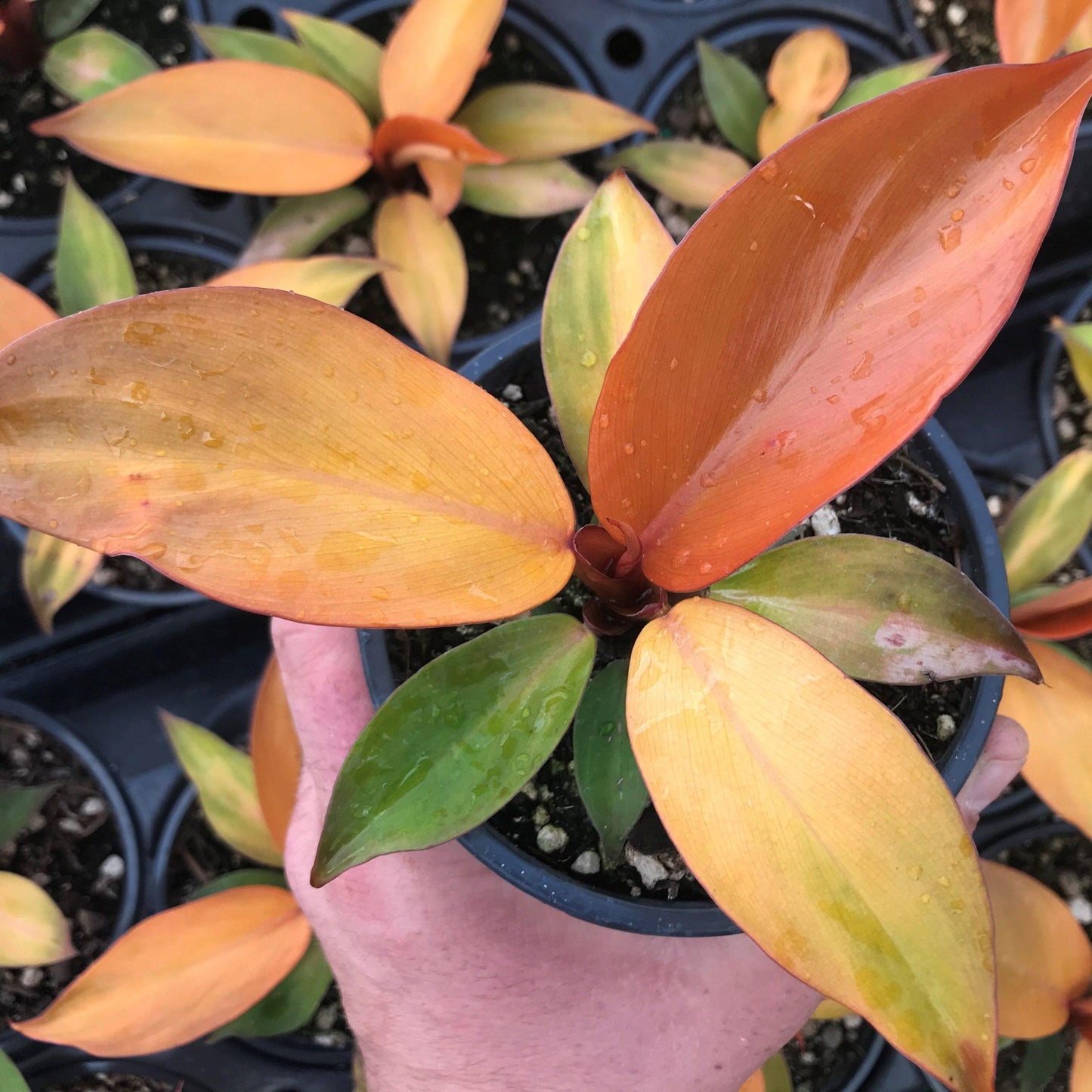 Philodendron Mccolley S Finale - View 3 from www redcrocus com