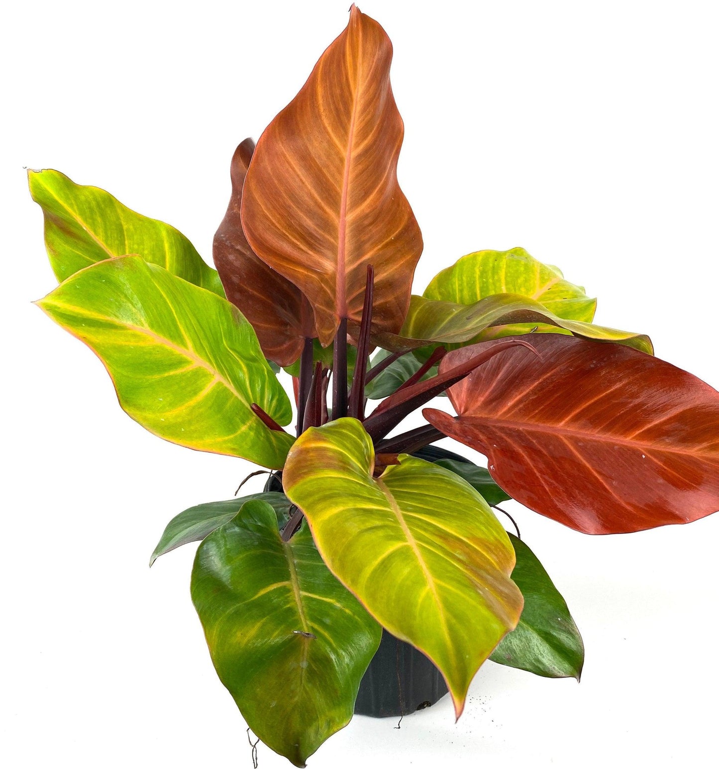 Philodendron Mccolley S Finale - View 6 from www redcrocus com