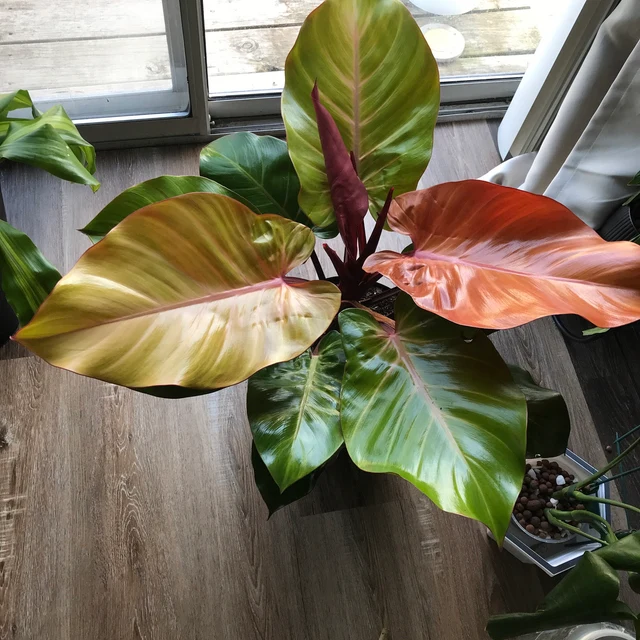 Philodendron Mccolley S Finale - View 7 from www redcrocus com