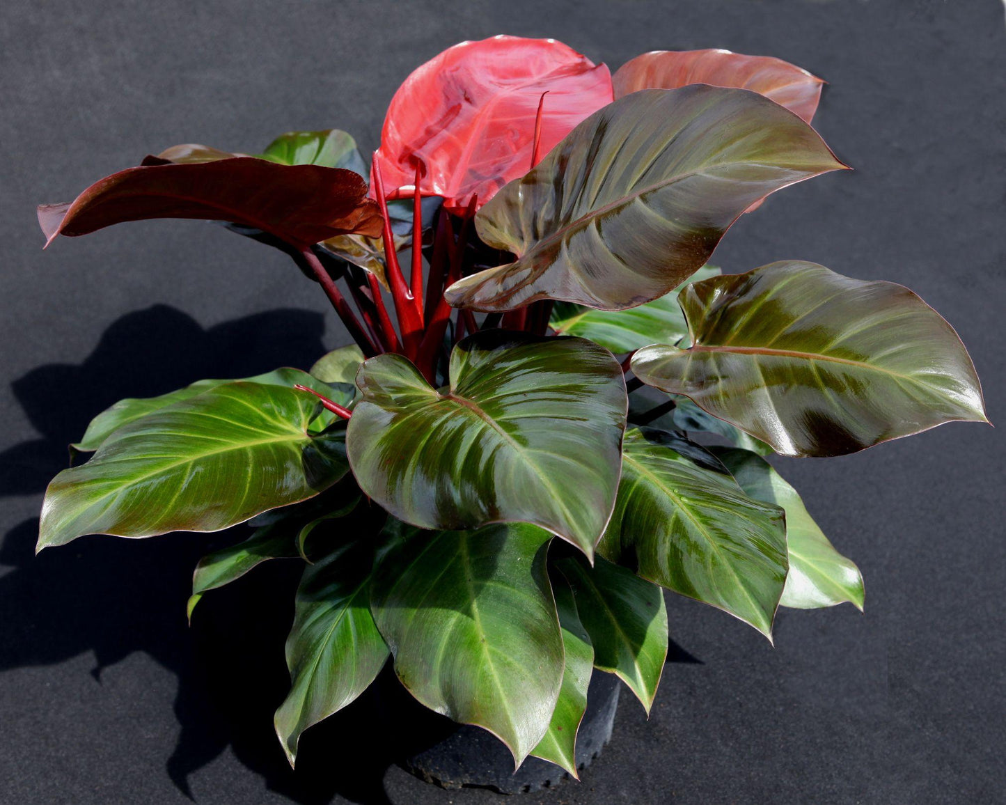 Philodendron Mccolley S Finale - View 9 from www redcrocus com