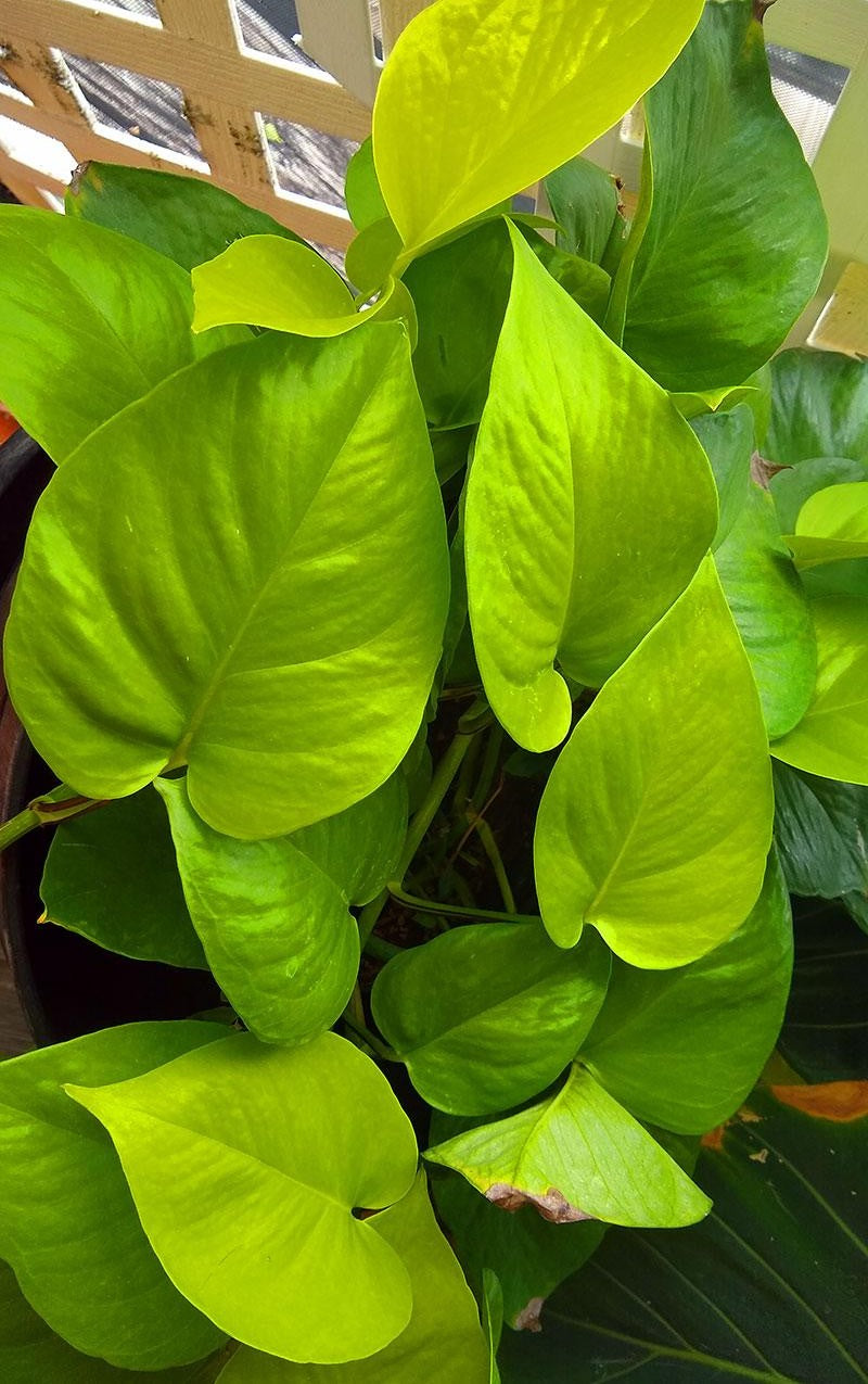 Pothos Epipremnum Neon - View 15 from www redcrocus com