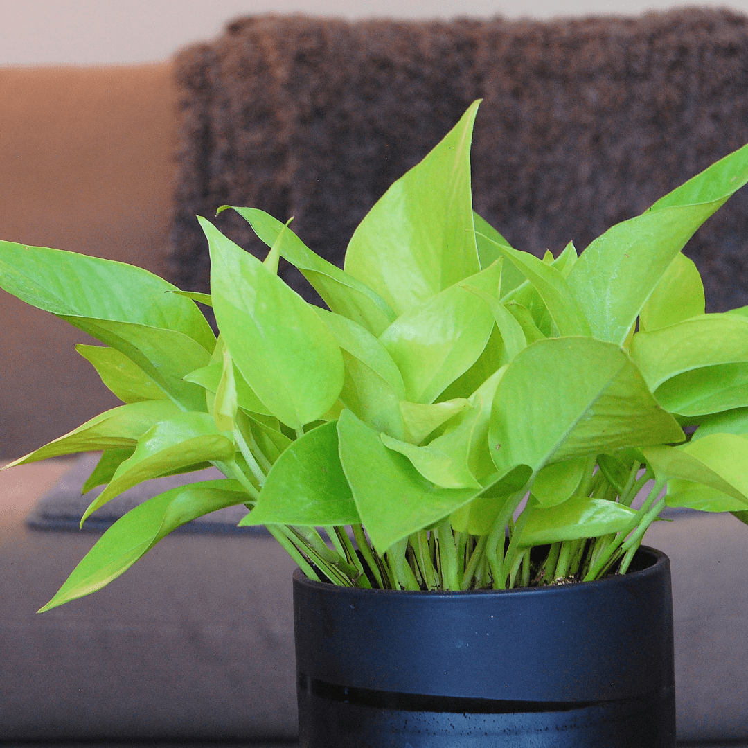 Pothos Epipremnum Neon - View 16 from www redcrocus com