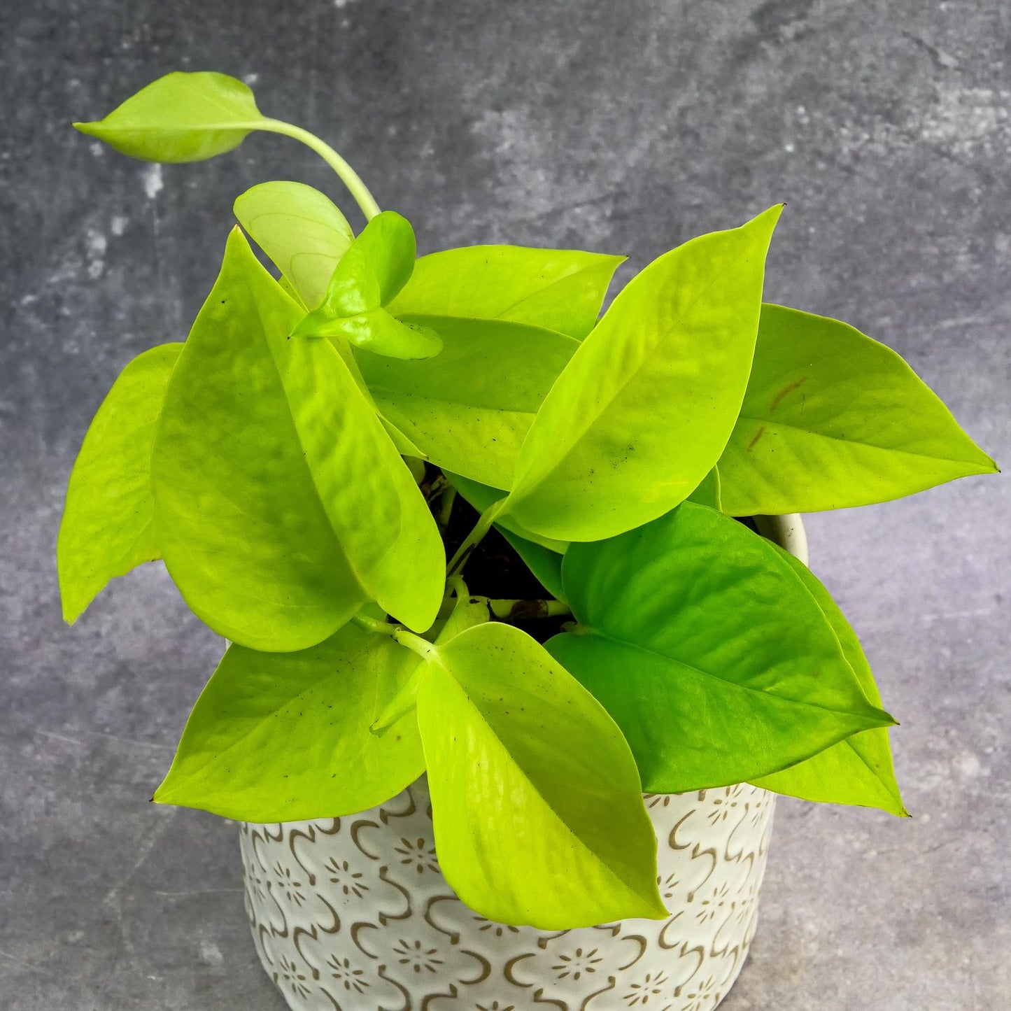Pothos Epipremnum Neon - View 16 from www redcrocus com