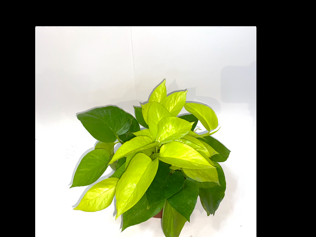 Pothos Epipremnum Neon - View 17 from www redcrocus com