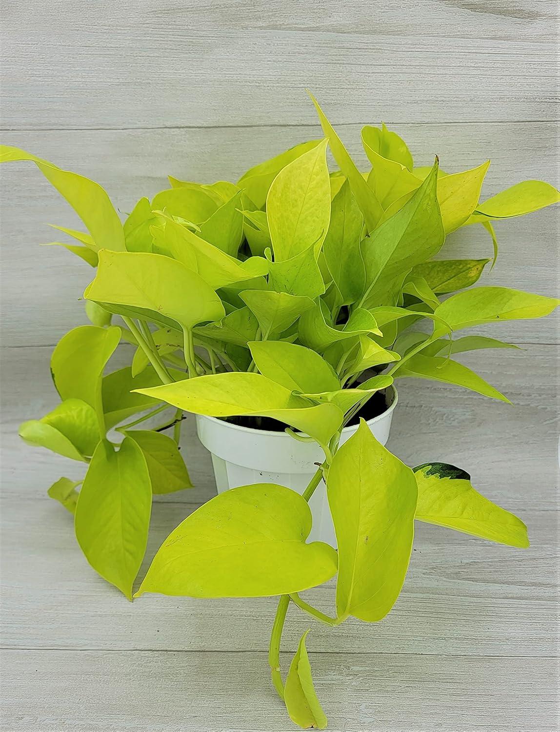 Pothos Epipremnum Neon - View 17 from www redcrocus com