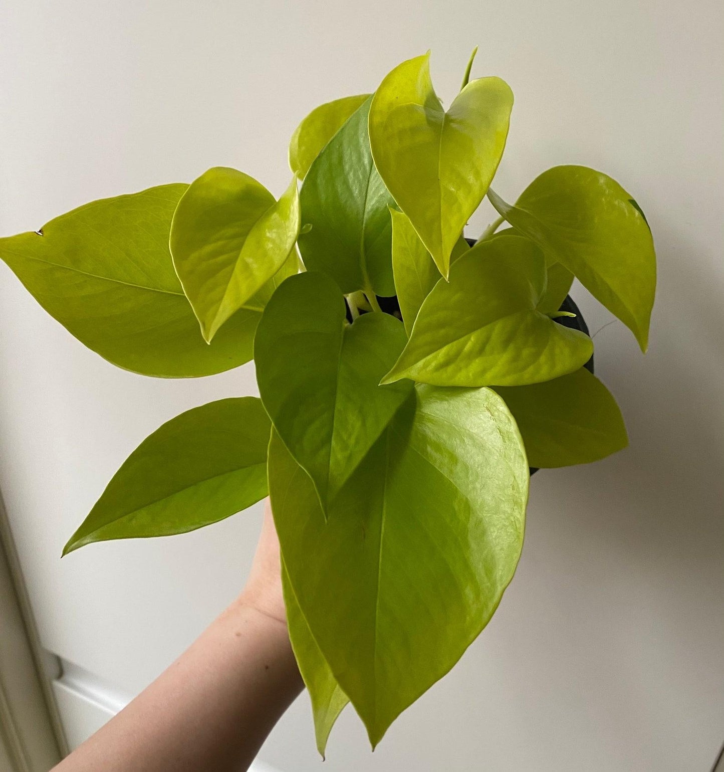 Pothos Epipremnum Neon - View 18 from www redcrocus com