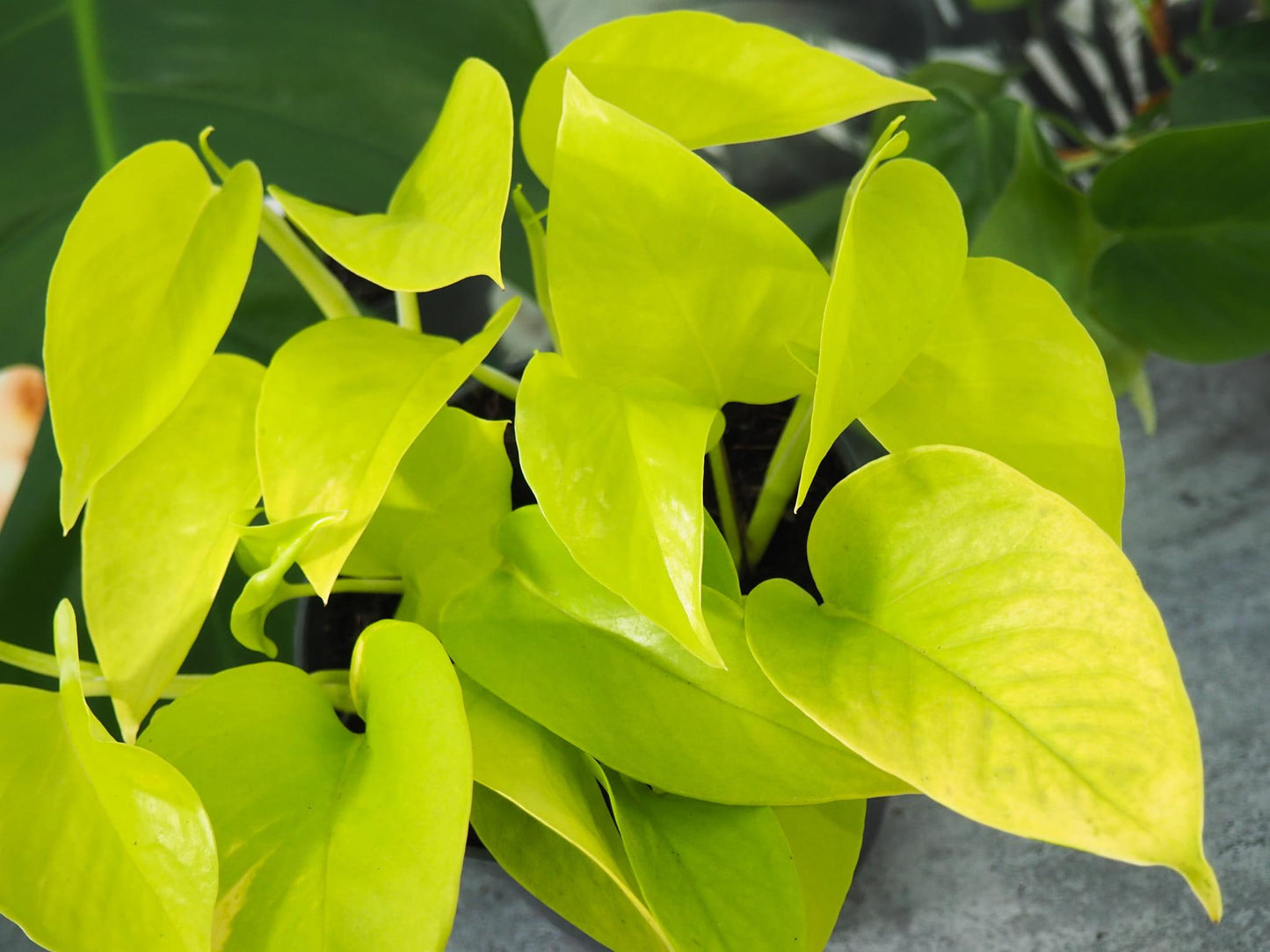 Pothos Epipremnum Neon - View 1 from www redcrocus com