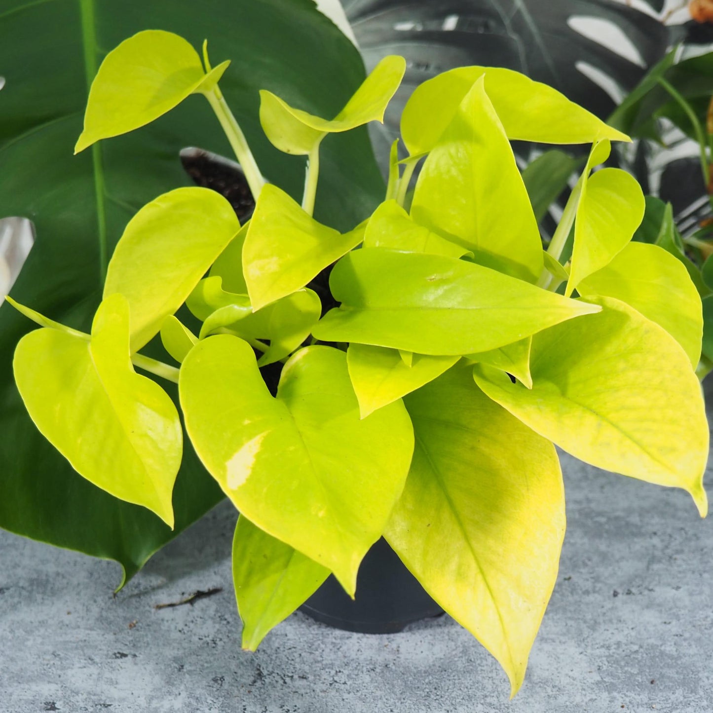 Pothos Epipremnum Neon - View 2 from www redcrocus com