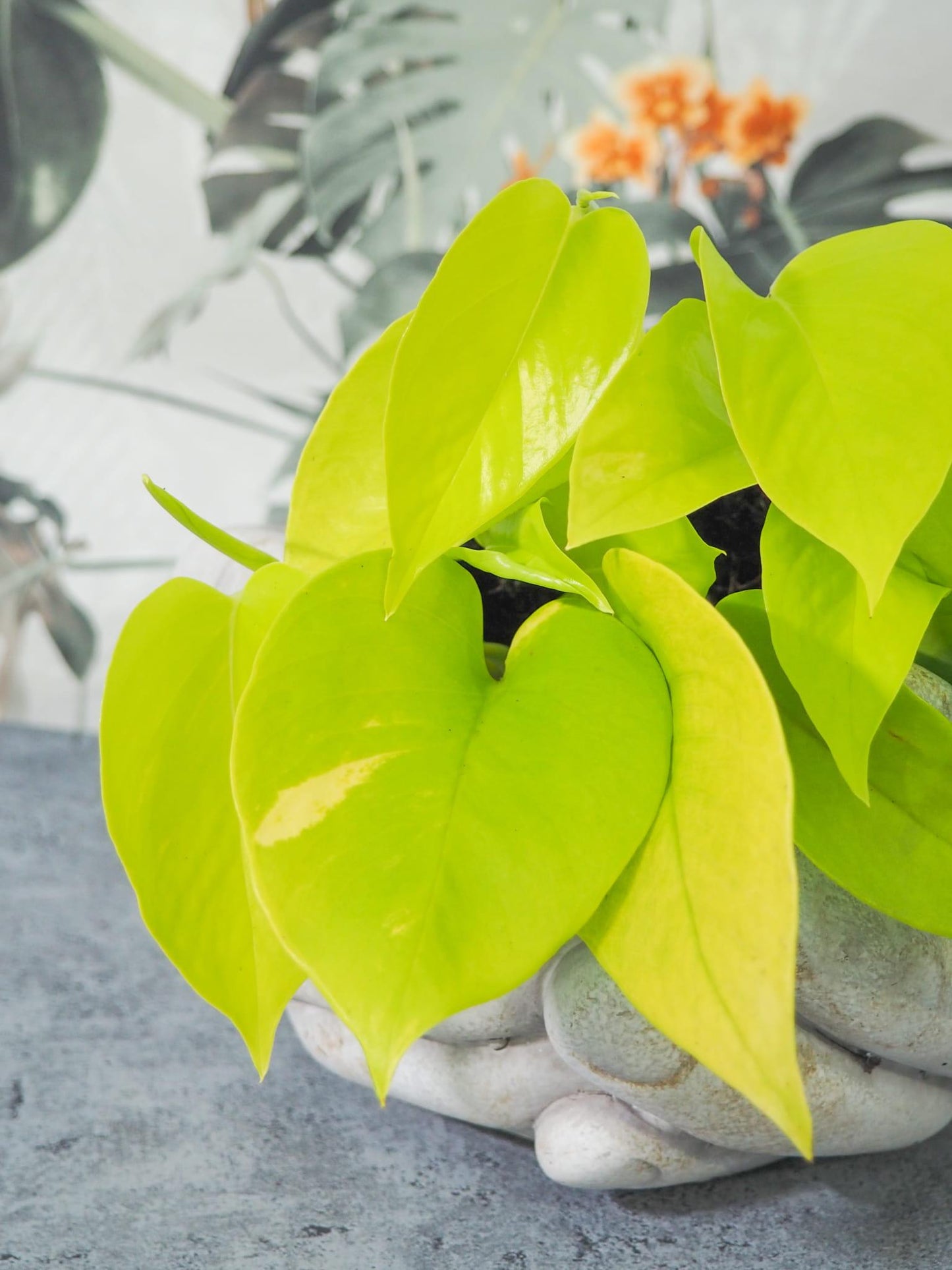 Pothos Epipremnum Neon - View 3 from www redcrocus com
