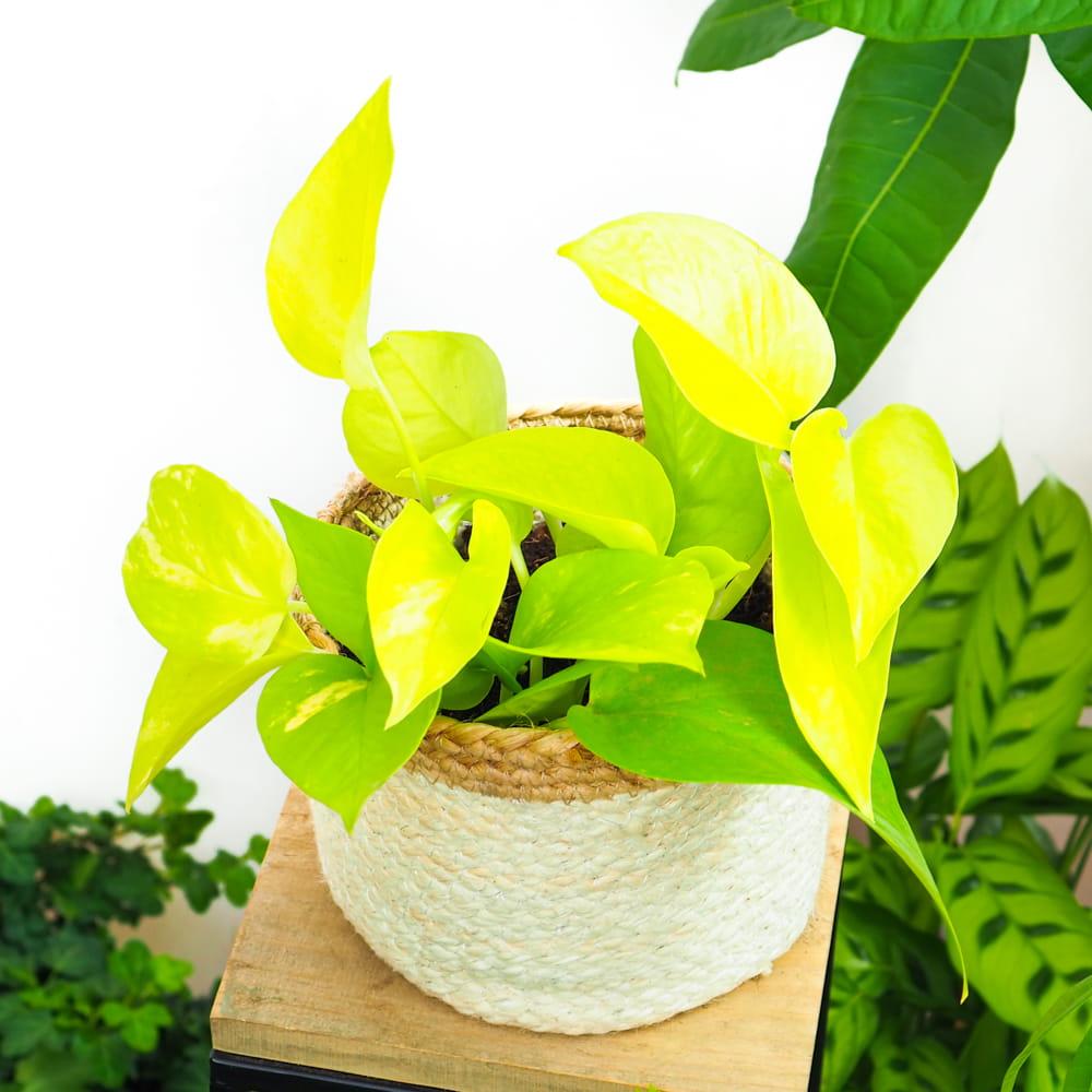 Pothos Epipremnum Neon - View 4 from www redcrocus com