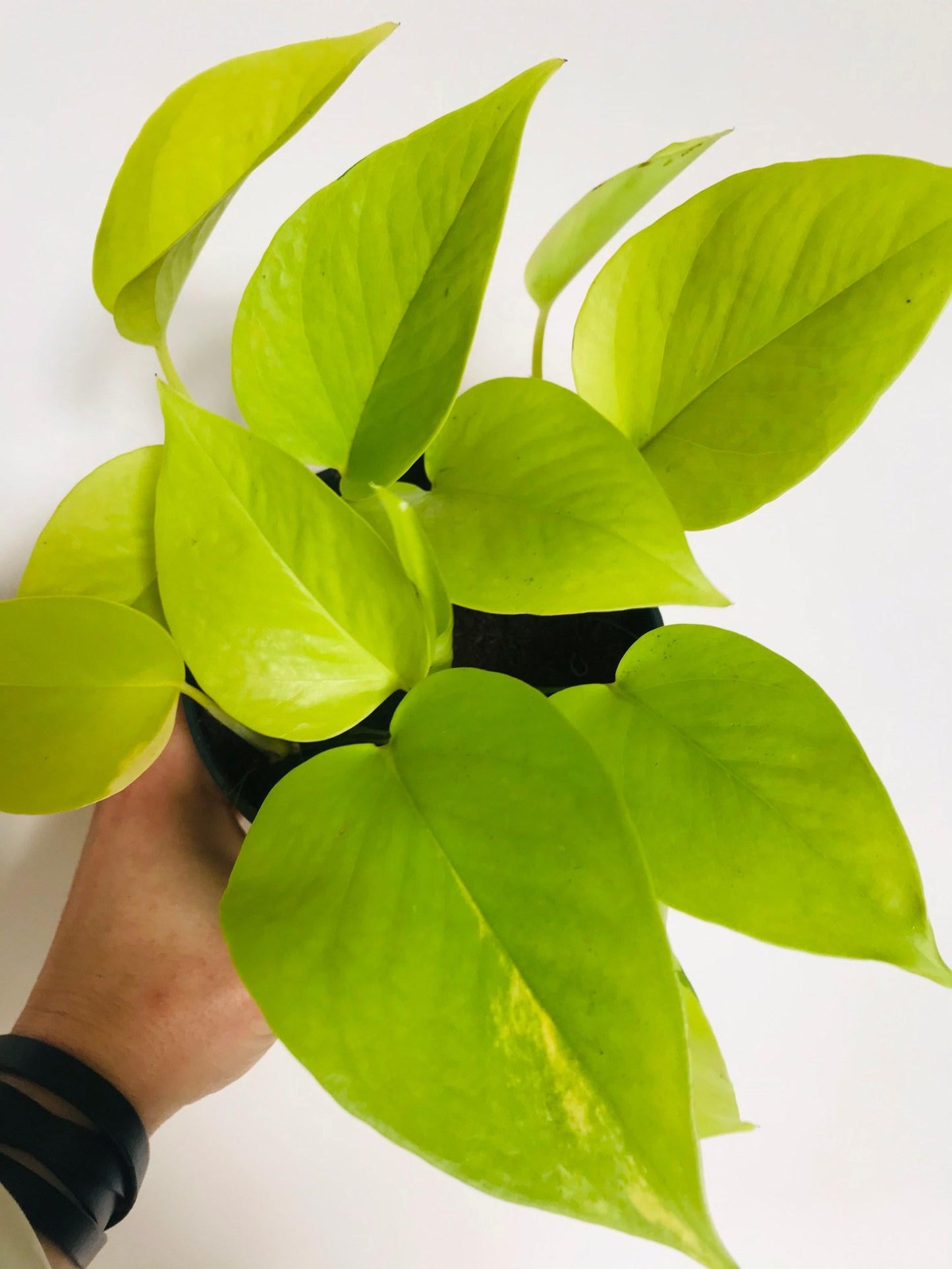Pothos Epipremnum Neon - View 5 from www redcrocus com