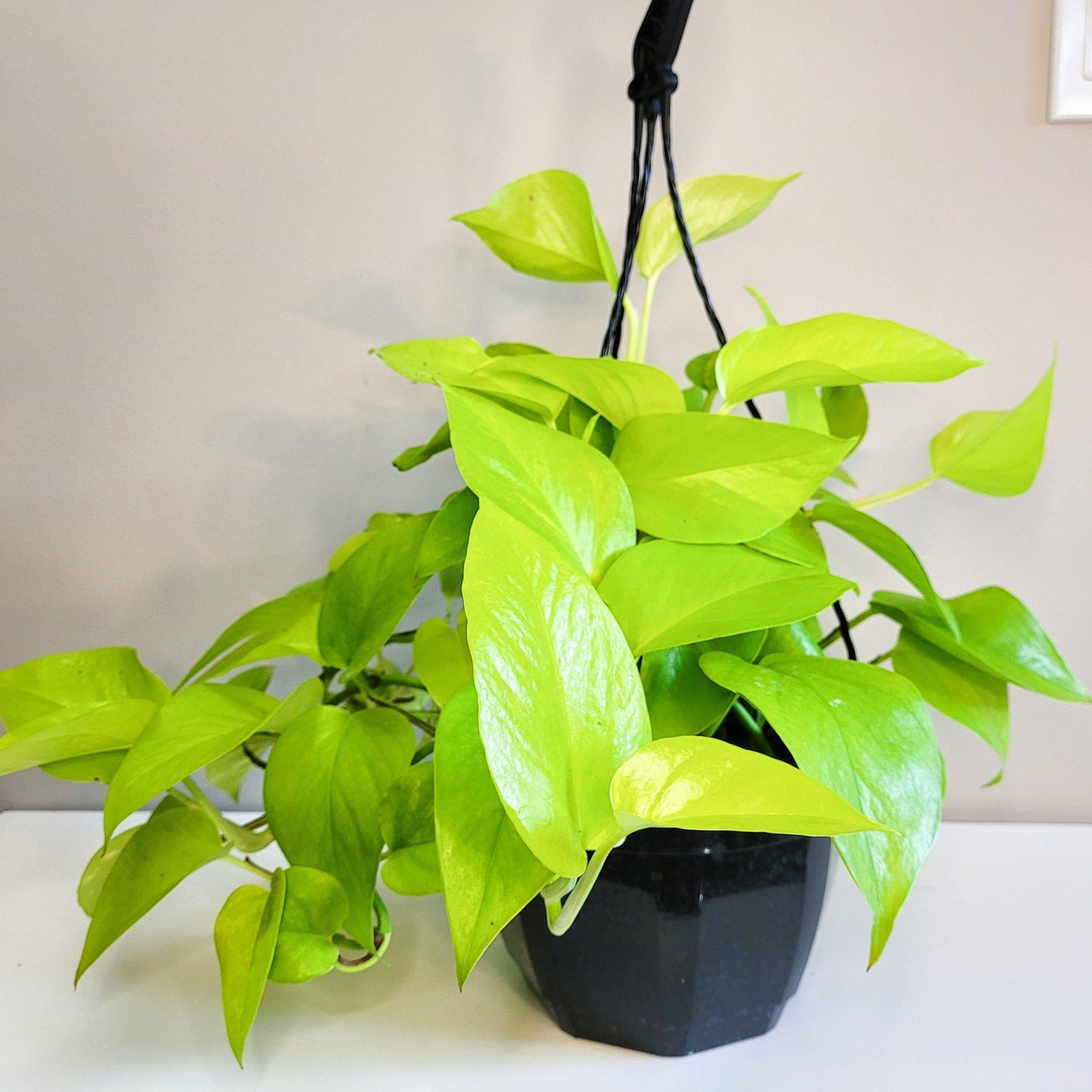 Pothos Epipremnum Neon - View 6 from www redcrocus com