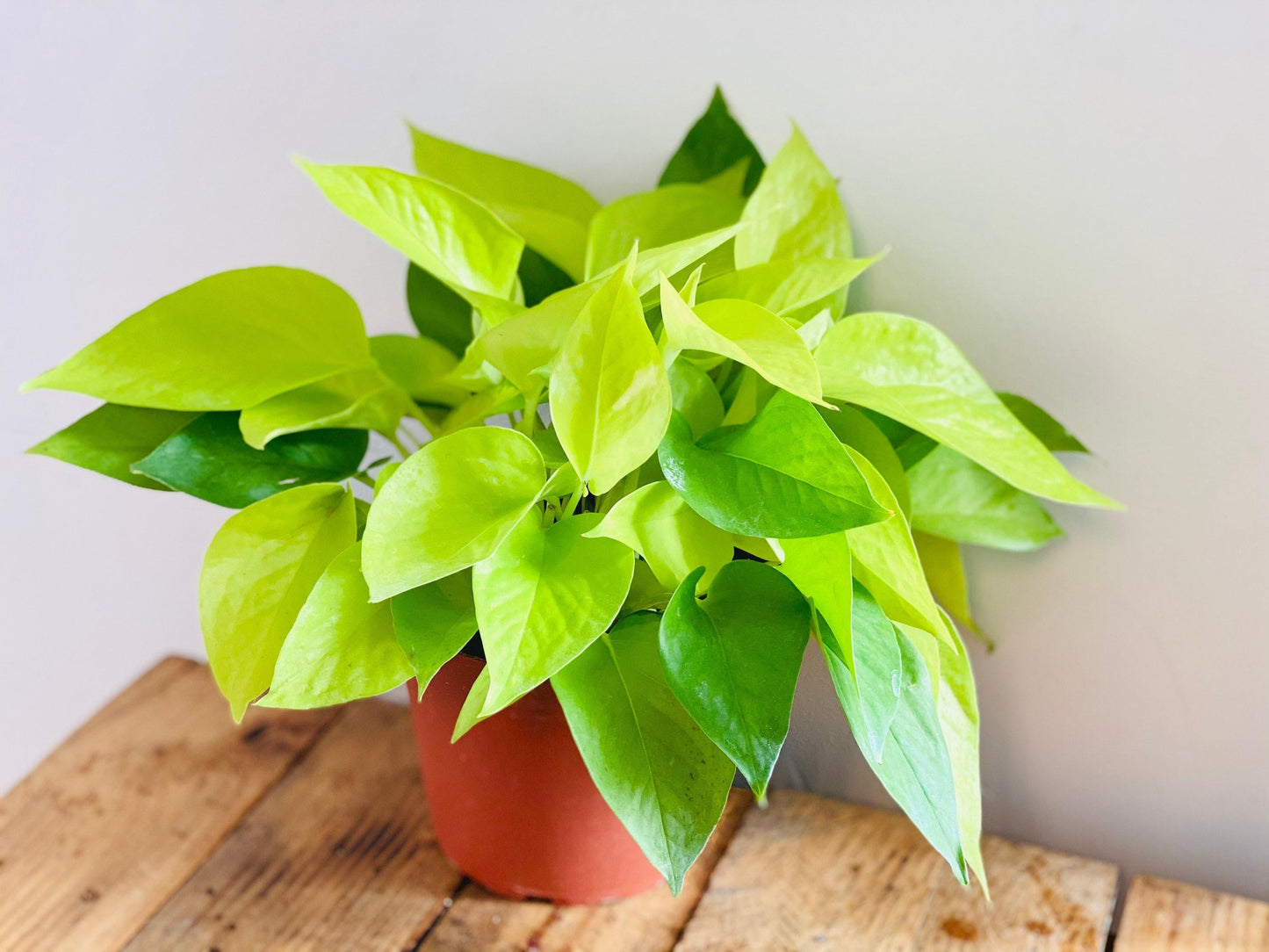 Pothos Epipremnum Neon - View 7 from www redcrocus com