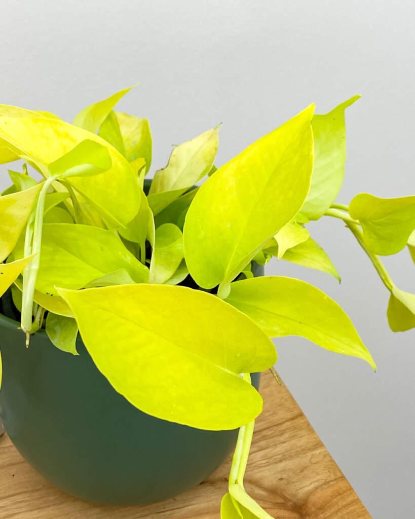 Pothos Epipremnum Neon - View 8 from www redcrocus com