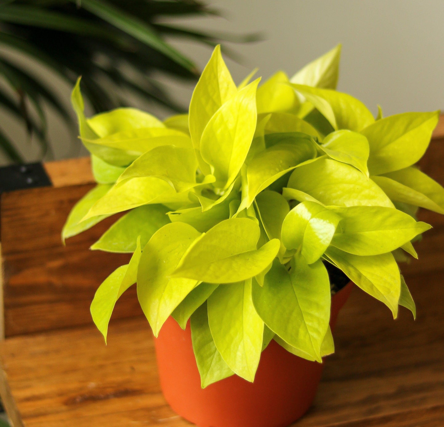 Pothos Epipremnum Neon - View 9 from www redcrocus com