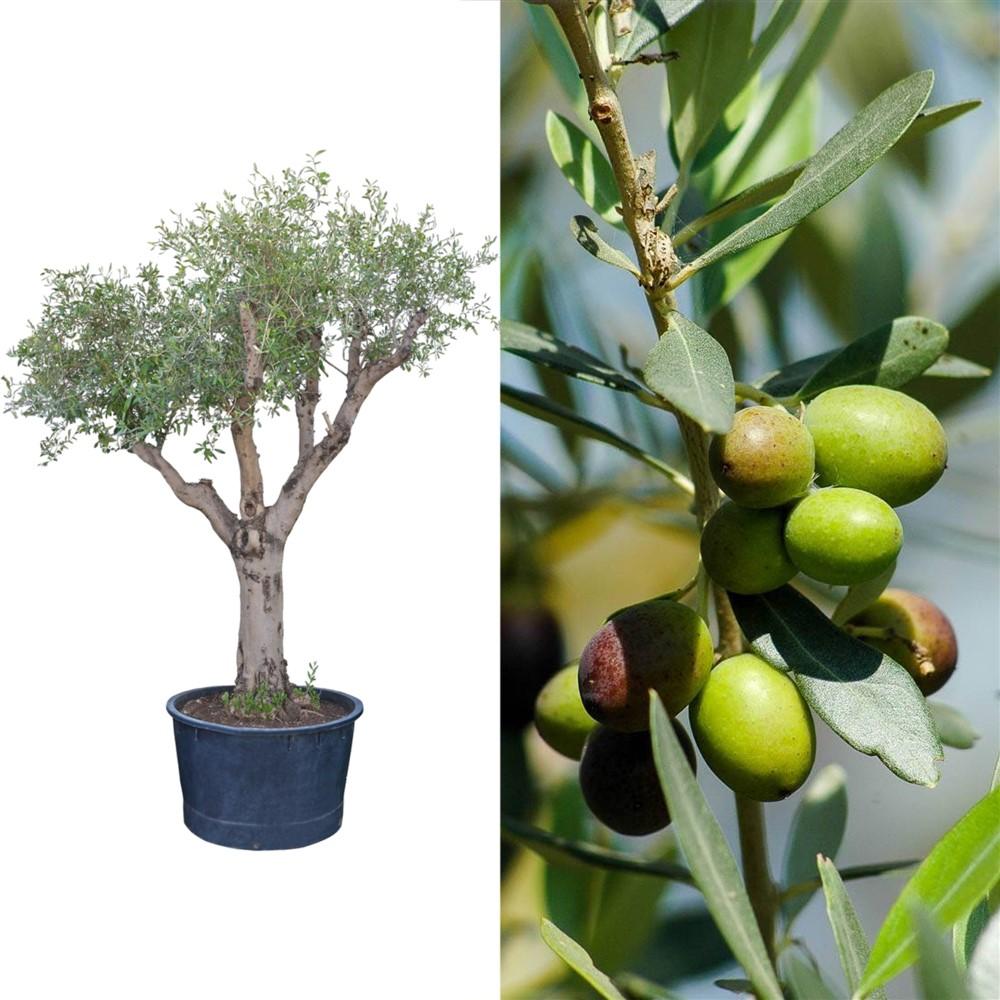 Olea Europaea Assorted - View 11 from www redcrocus com