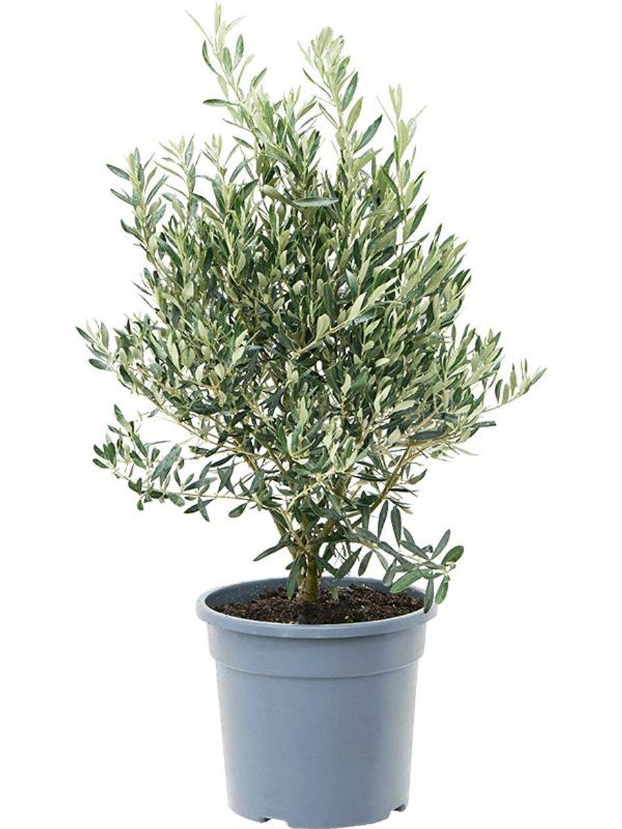 Olea Europaea Assorted - View 15 from www redcrocus com