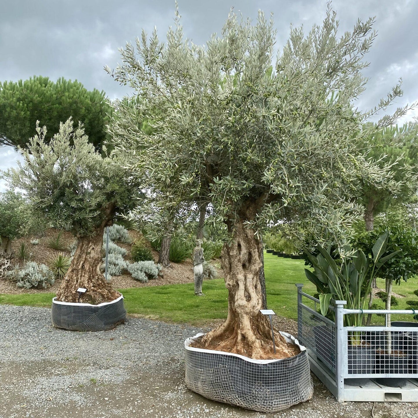 Olea Europaea Assorted - View 17 from www redcrocus com