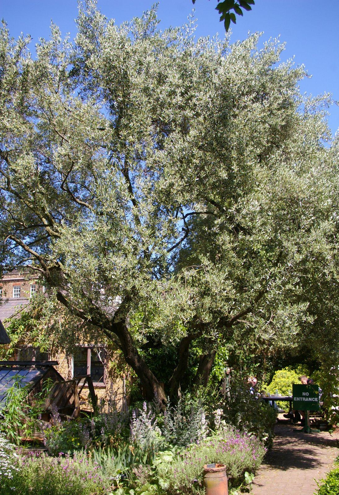 Olea Europaea Assorted - View 18 from www redcrocus com