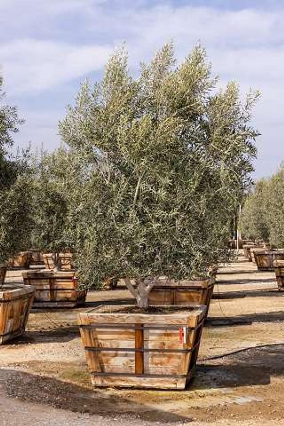 Olea Europaea Assorted - View 19 from www redcrocus com
