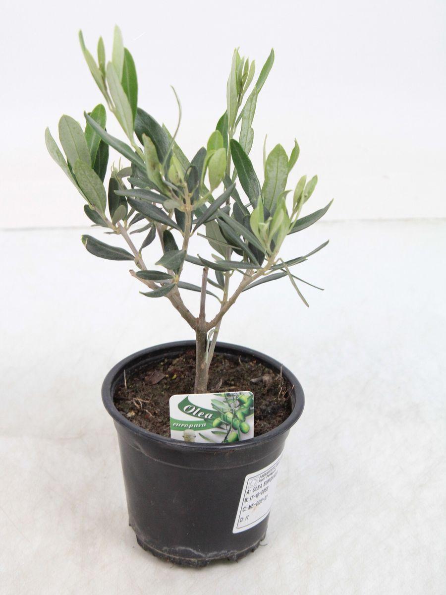 Olea Europaea Assorted - View 1 from www redcrocus com