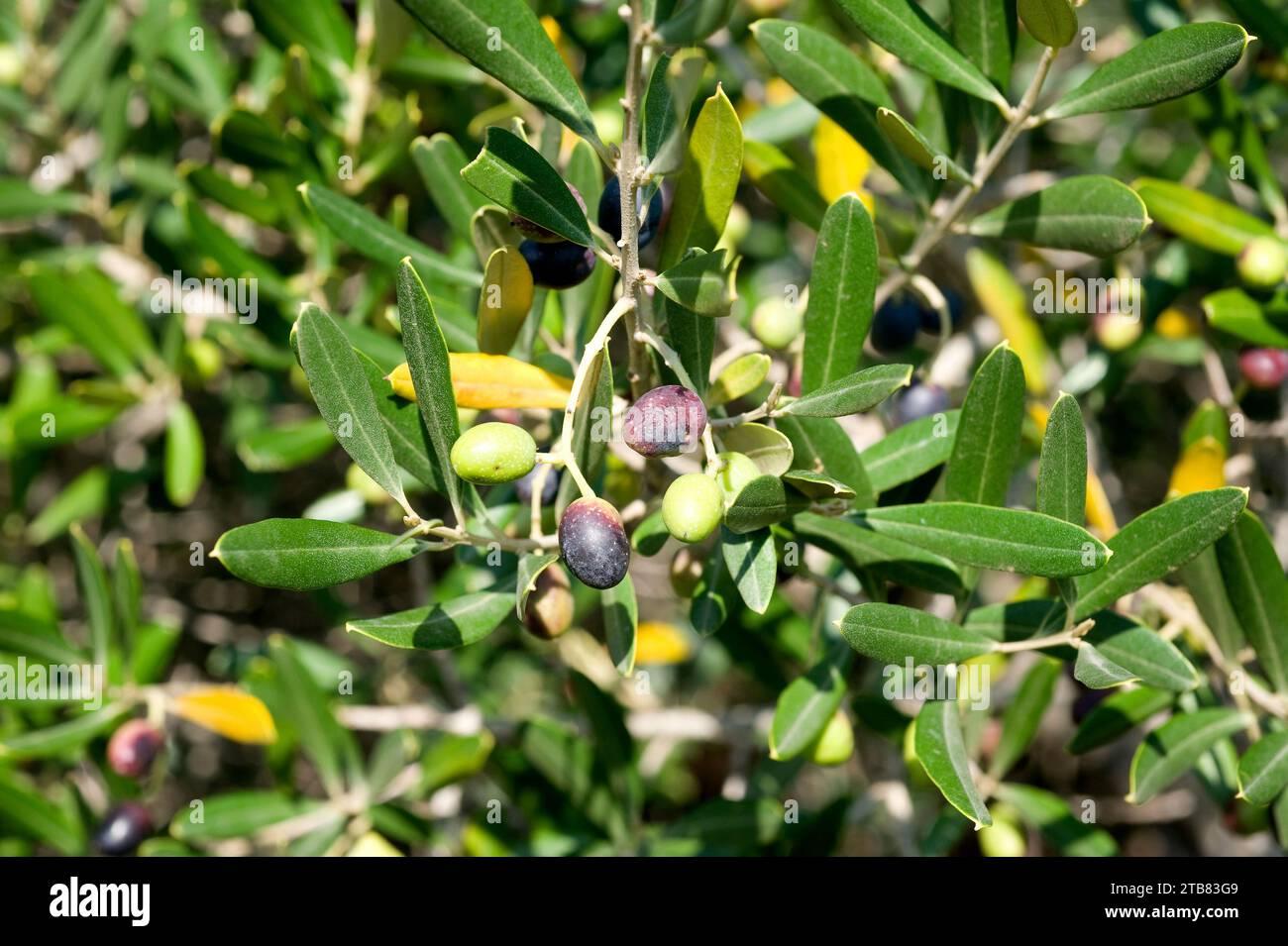 Olea Europaea Assorted - View 2 from www redcrocus com