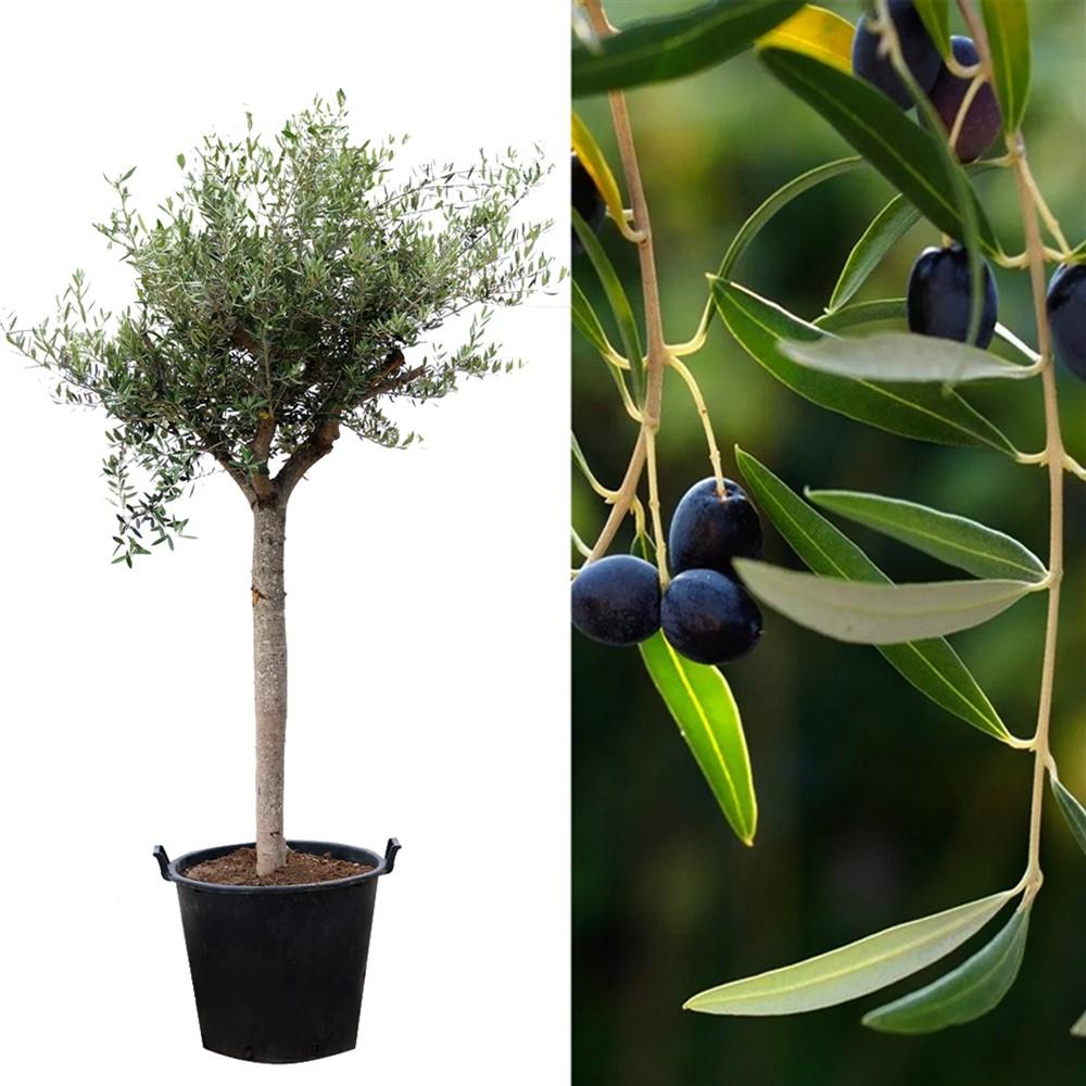 Olea Europaea Assorted - View 3 from www redcrocus com