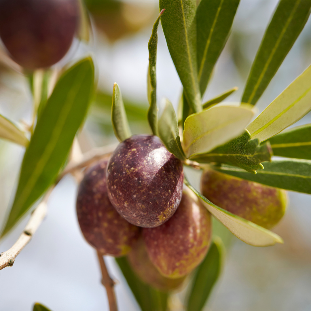 Olea Europaea Assorted - View 4 from www redcrocus com