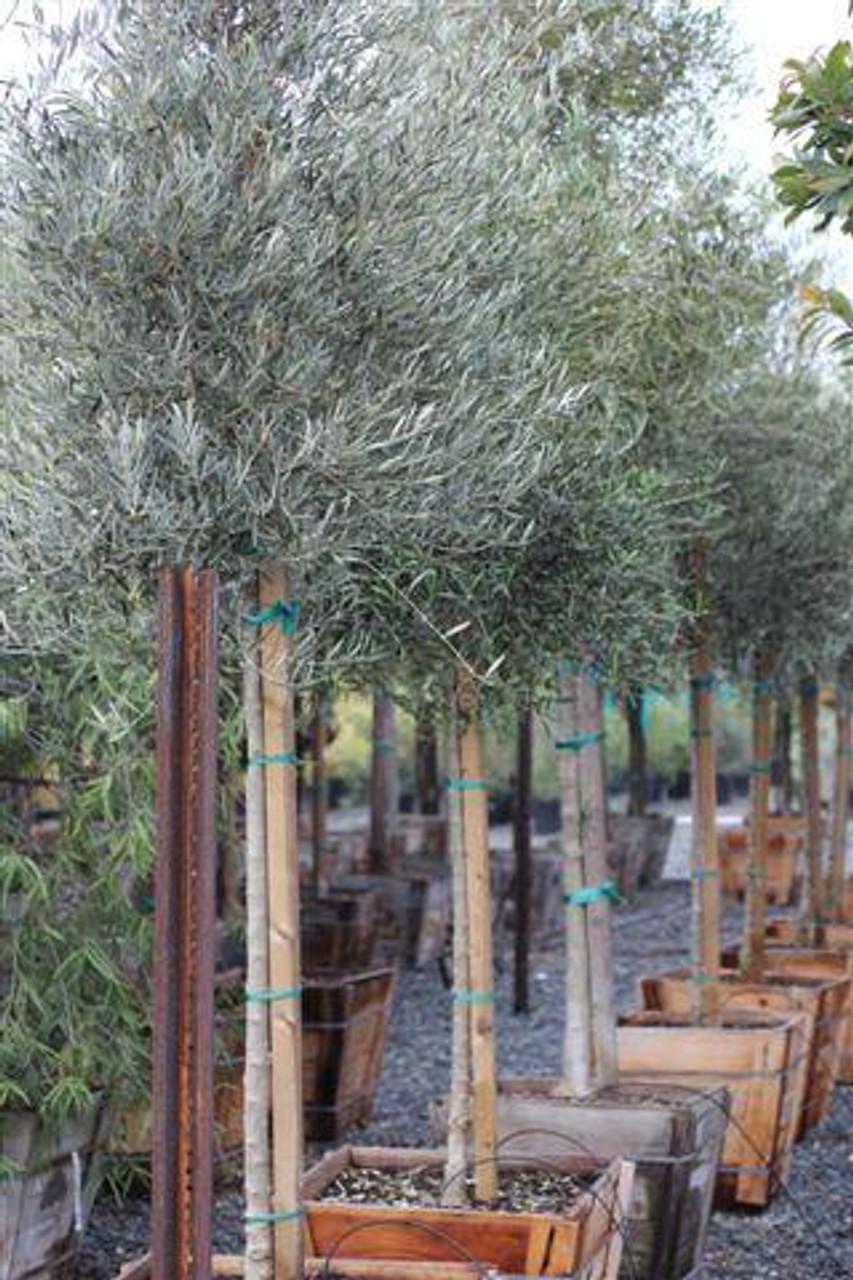 Olea Europaea Assorted - View 5 from www redcrocus com
