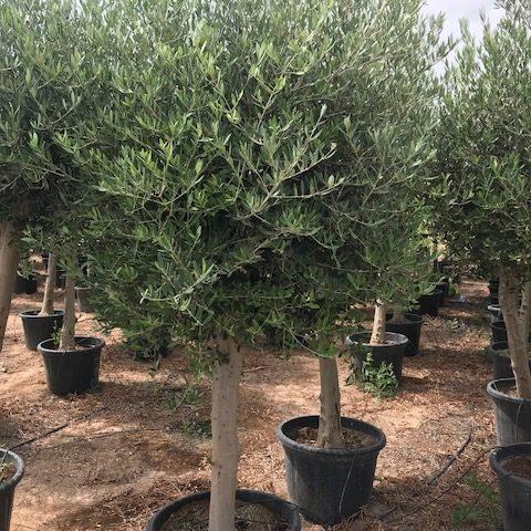 Olea Europaea Assorted - View 6 from www redcrocus com