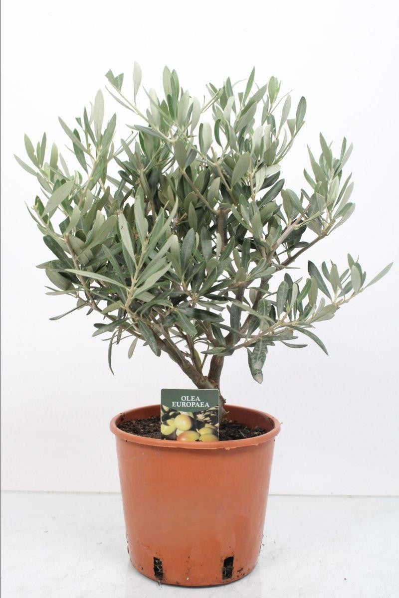 Olea Europaea Assorted - View 7 from www redcrocus com