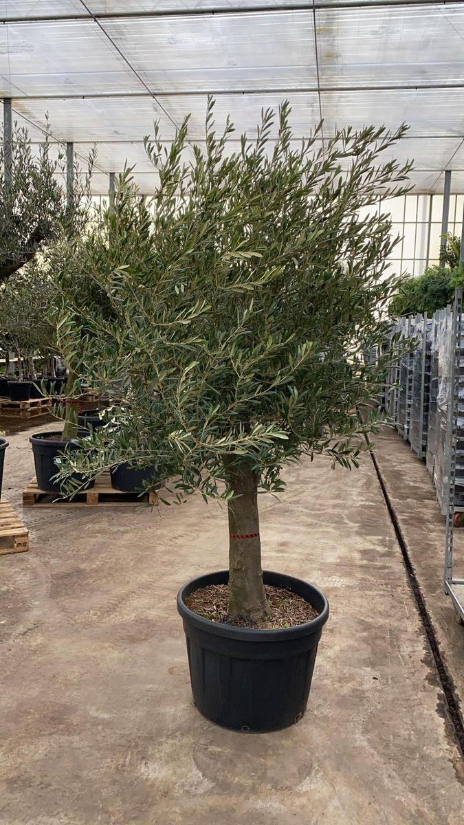 Olea Europaea Assorted - View 8 from www redcrocus com