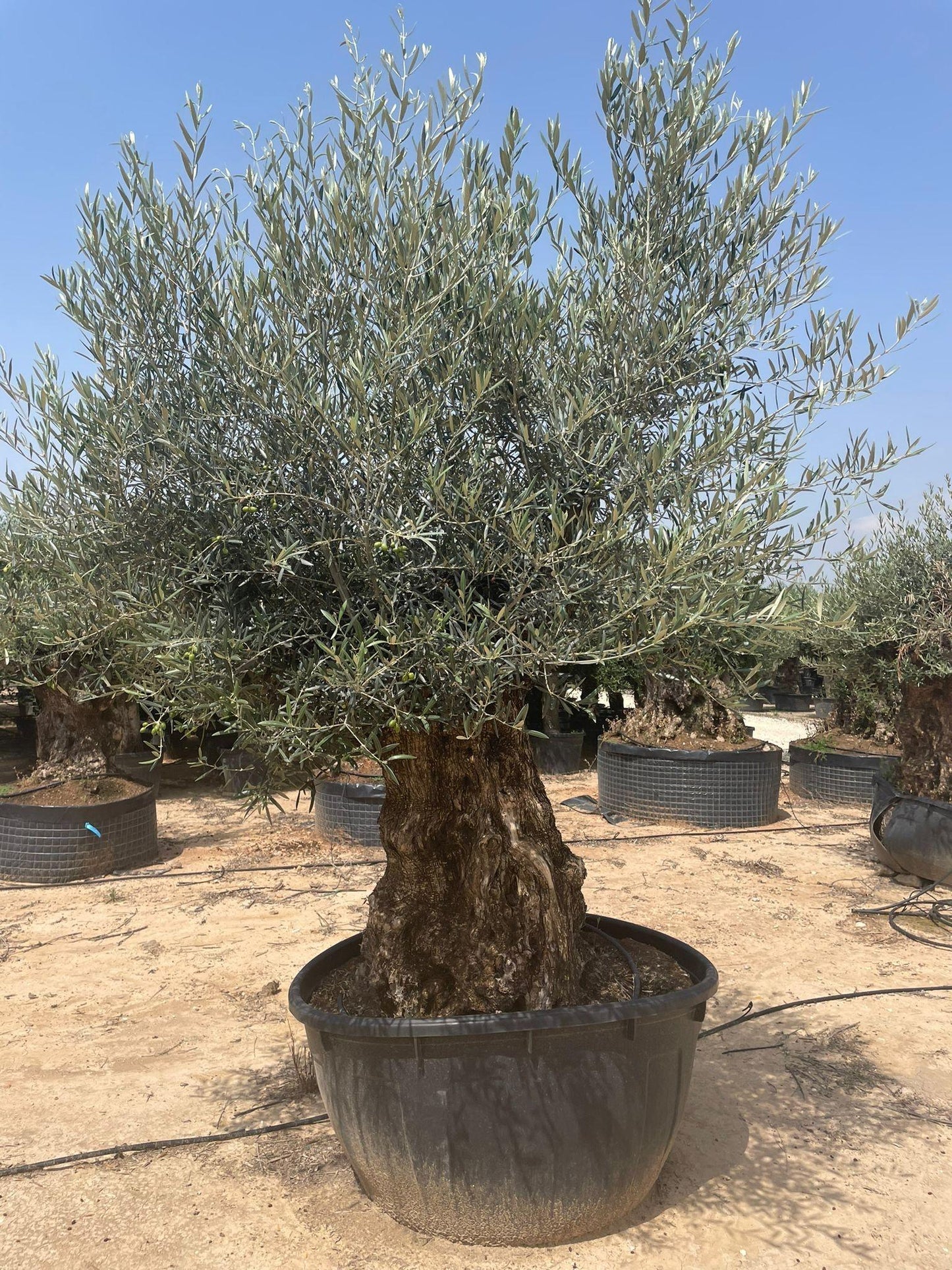 Olea Europaea Assorted - View 9 from www redcrocus com