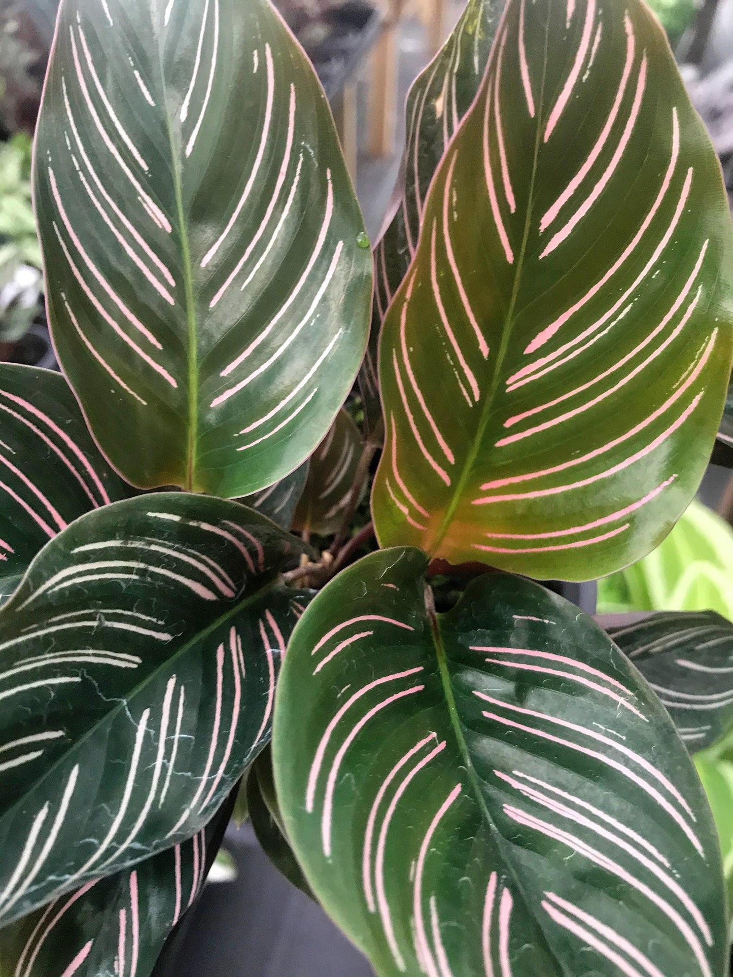 Calathea Ornata - View 10 from www redcrocus com