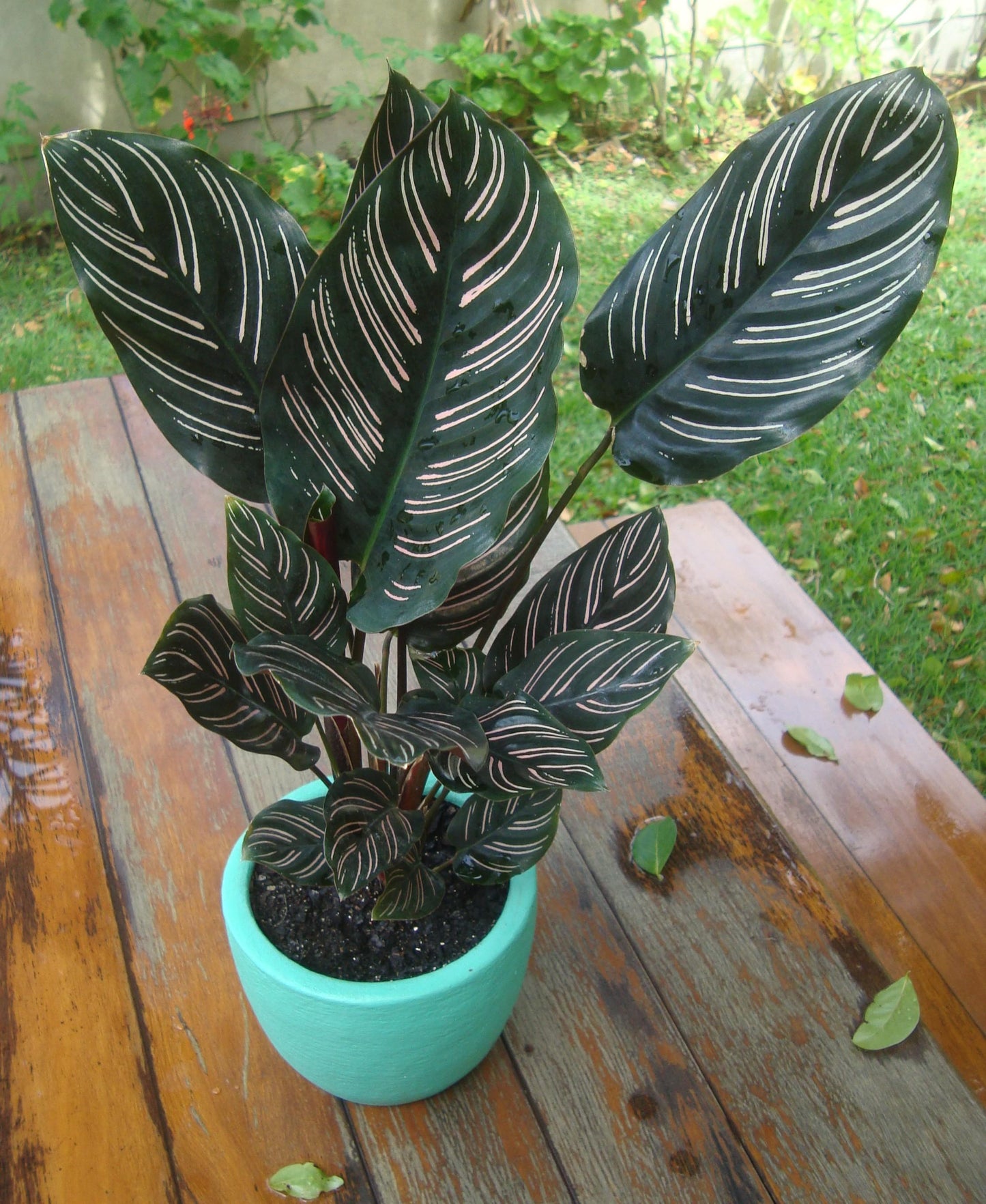 Calathea Ornata - View 12 from www redcrocus com