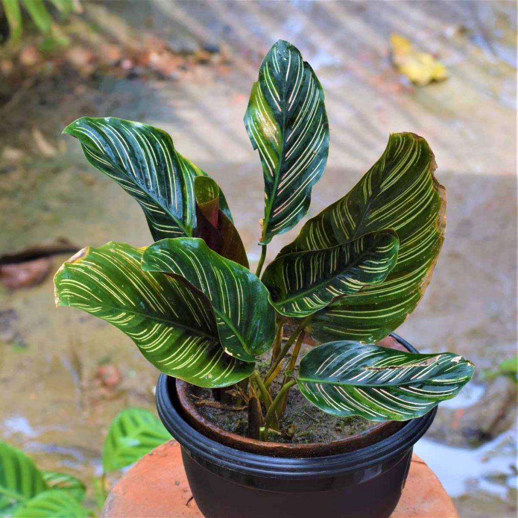 Calathea Ornata - View 13 from www redcrocus com