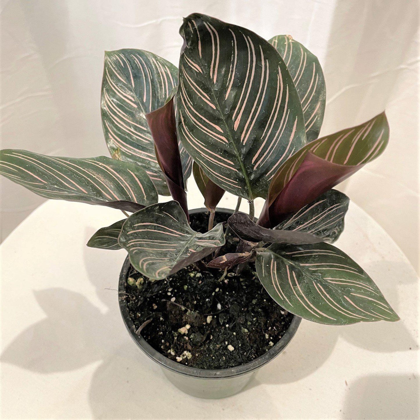 Calathea Ornata - View 14 from www redcrocus com