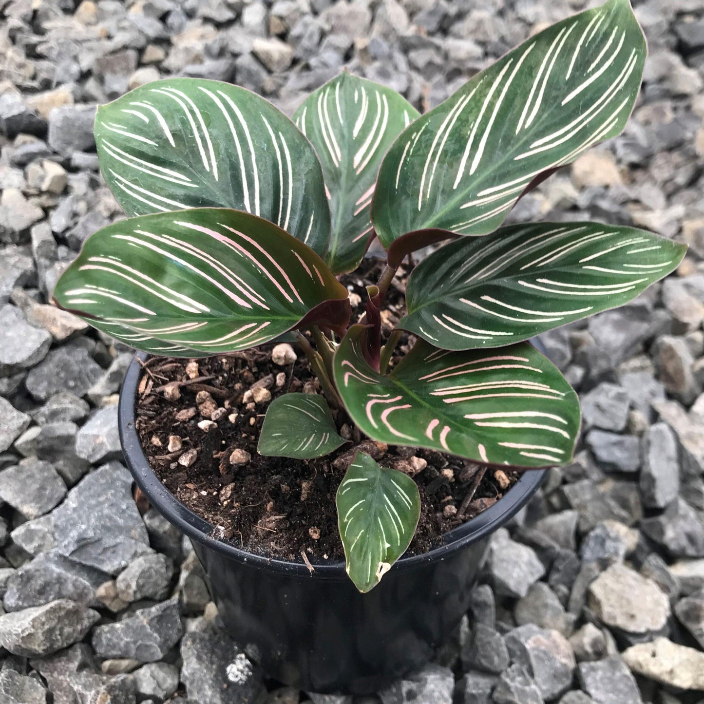 Calathea Ornata - View 15 from www redcrocus com
