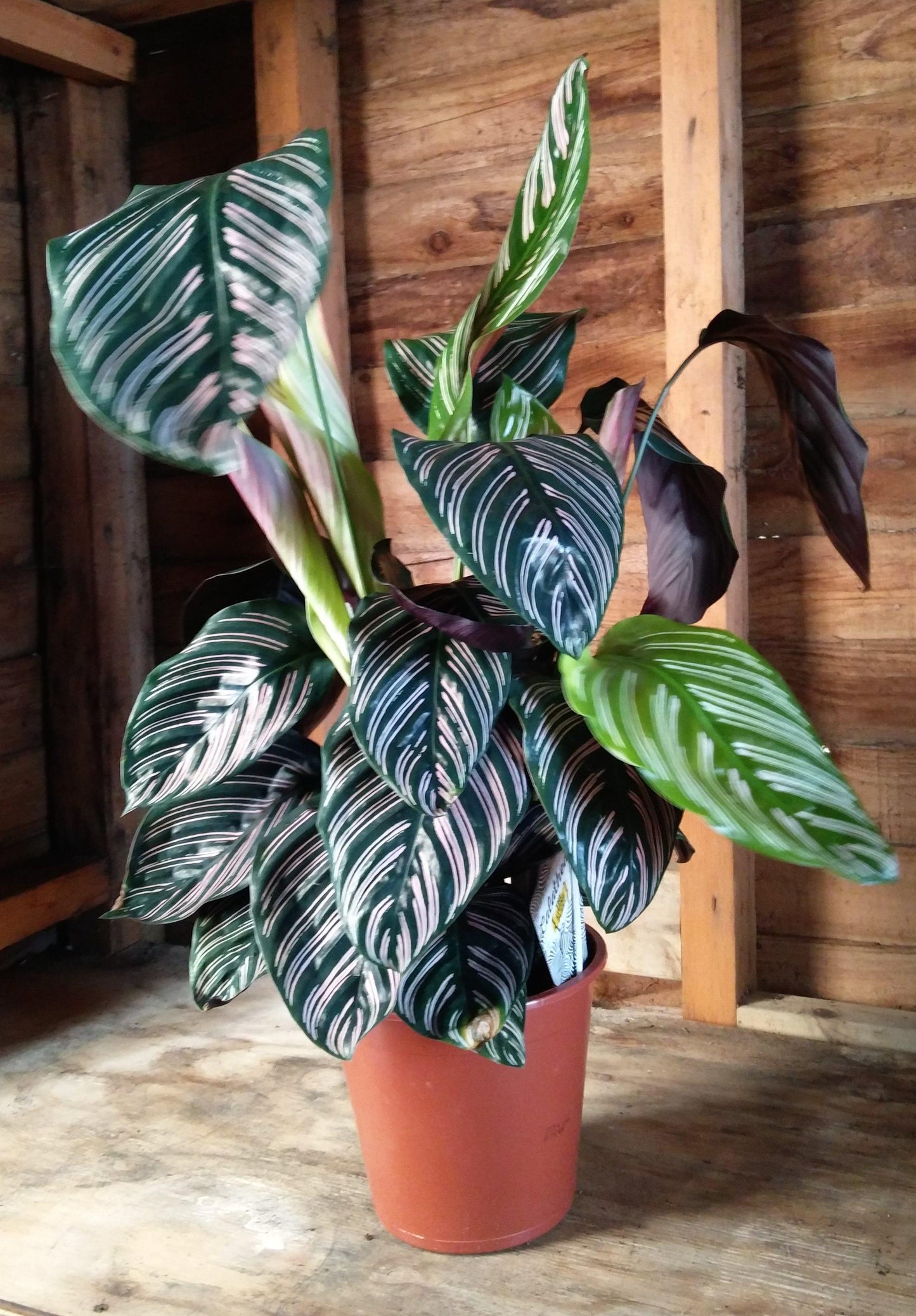 Calathea Ornata - View 16 from www redcrocus com