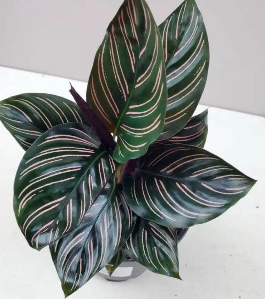 Calathea Ornata - View 17 from www redcrocus com