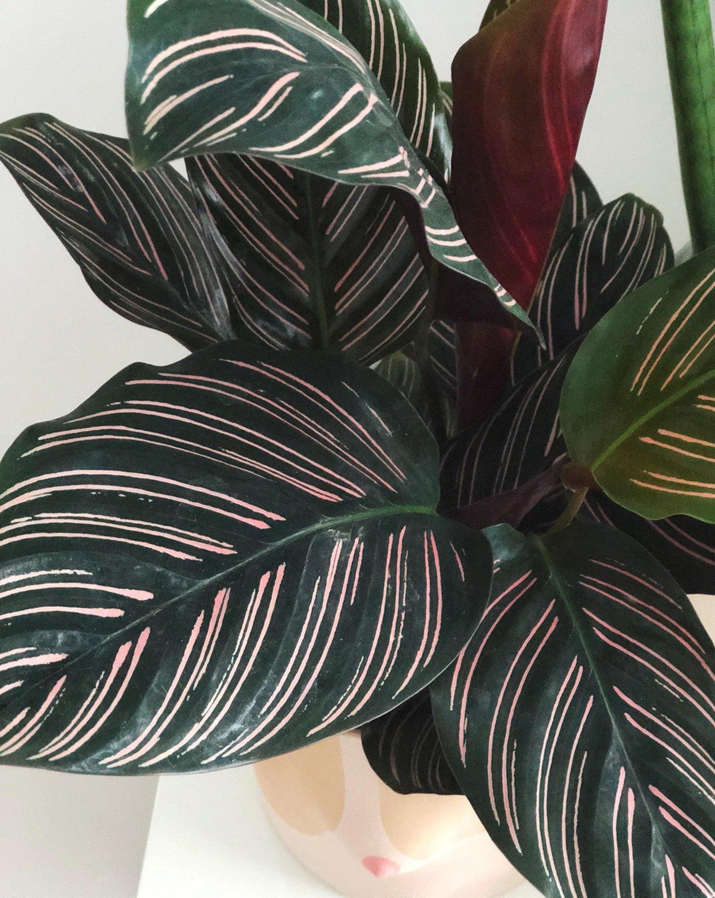 Calathea Ornata - View 1 from www redcrocus com